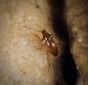 Trocharanis mestrei